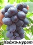 Саженцы винограда столовых сортов